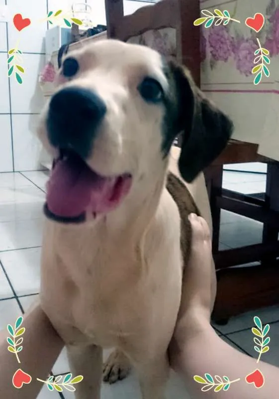 Cachorro raça Indefinida idade 2 a 6 meses nome Fred