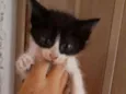 Gatinhos