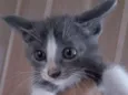 Gatinhos