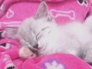 Gato raça Sem raça idade Abaixo de 2 meses nome Filhote
