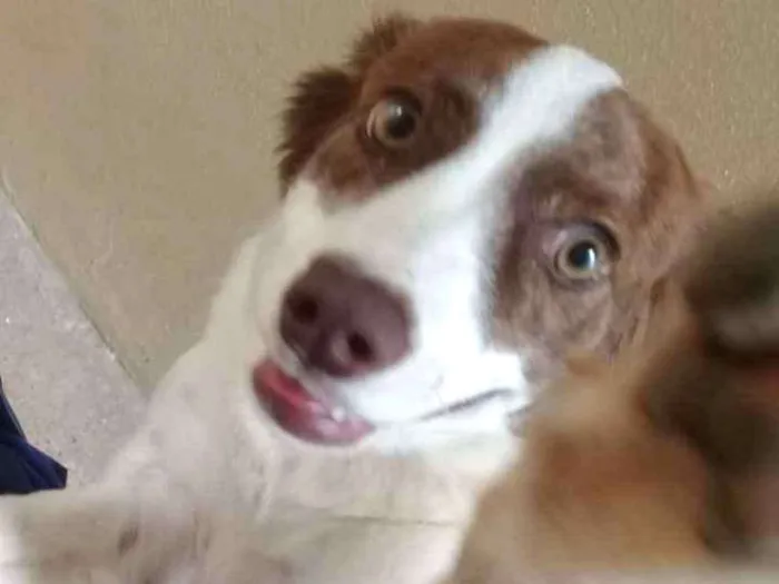 Cachorro ra a Vira Lata idade 1 ano nome Nina