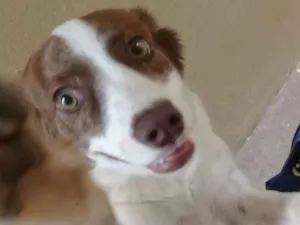 Cachorro raça Vira Lata idade 1 ano nome Nina