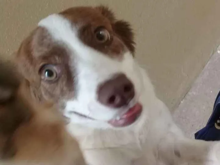 Cachorro ra a Vira Lata idade 1 ano nome Nina