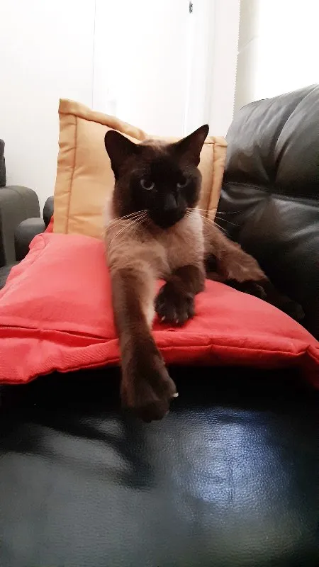 Gato ra a Siamês idade 2 anos nome Alfredo