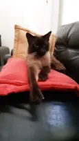 Alfredo