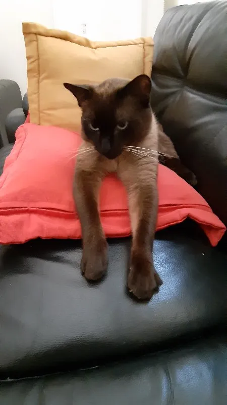 Gato ra a Siamês idade 2 anos nome Alfredo