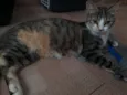 Juju