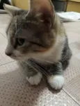 Juju