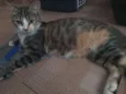 Juju