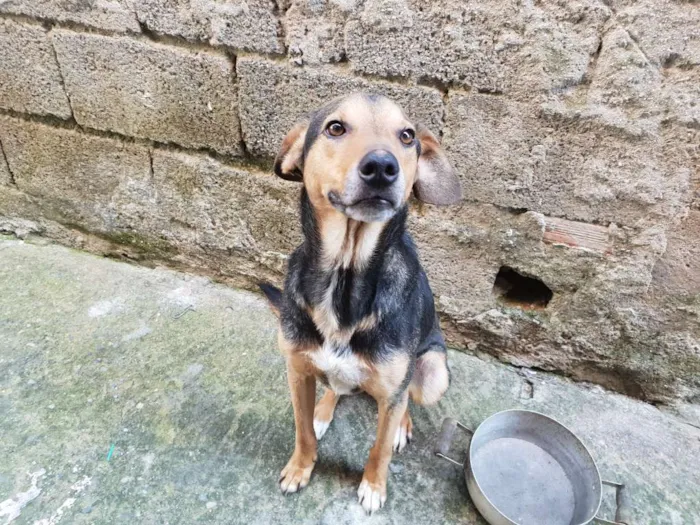 Cachorro ra a Não sei idade 1 ano nome Escube