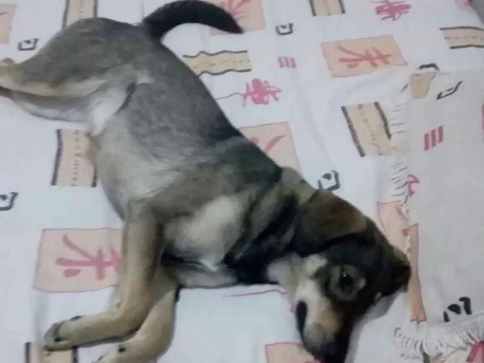 Cachorro raça Desconhecida idade 1 ano nome Kiara