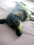 Kiara