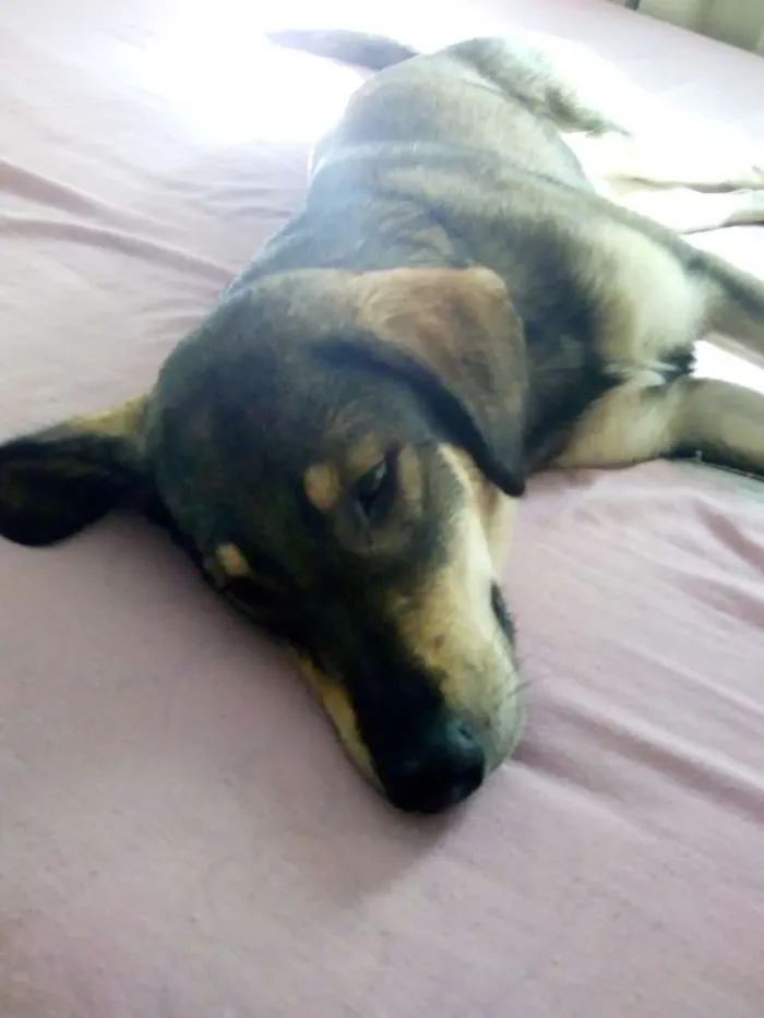 Cachorro raça Desconhecida idade 1 ano nome Kiara