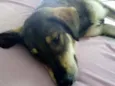 Kiara