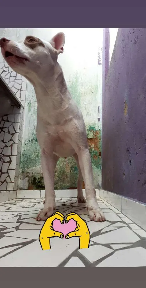 Cachorro ra a Pitbull  idade 4 anos nome Dominick
