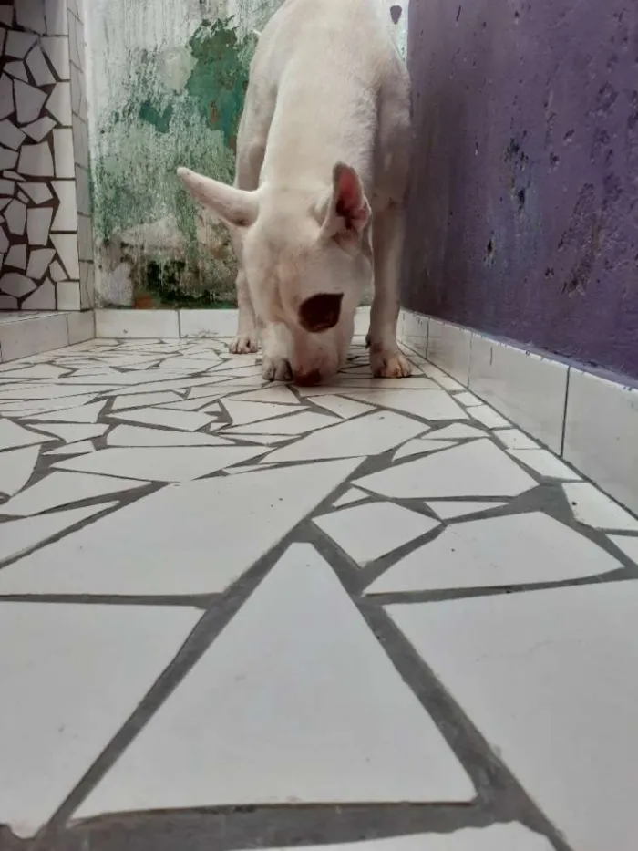 Cachorro ra a Pitbull  idade 4 anos nome Dominick