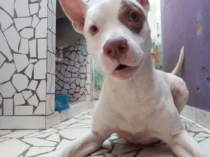 Cachorro raça Pitbull  idade 4 anos nome Dominick