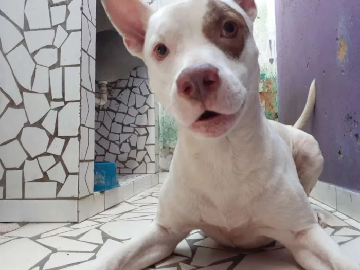 Cachorro ra a Pitbull  idade 4 anos nome Dominick