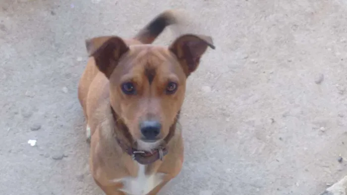 Cachorro ra a Mista idade 4 anos nome Pequeno