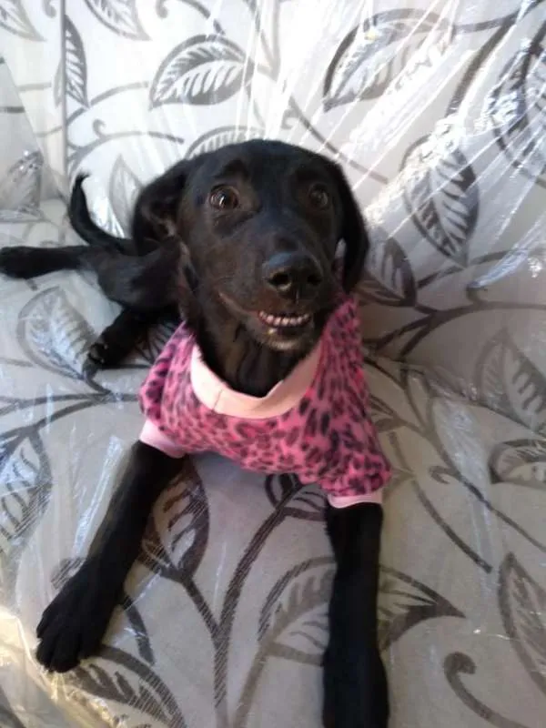 Cachorro ra a SRD idade 2 a 6 meses nome SOL