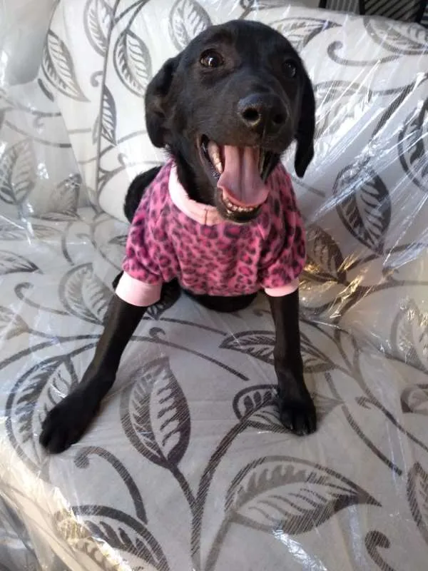 Cachorro ra a SRD idade 2 a 6 meses nome SOL