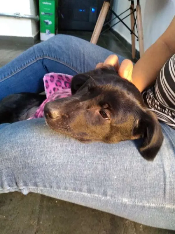 Cachorro ra a SRD idade 2 a 6 meses nome SOL