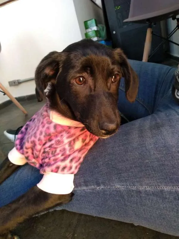 Cachorro ra a SRD idade 2 a 6 meses nome SOL