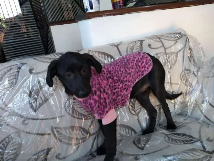 Cachorro ra a SRD idade 2 a 6 meses nome SOL