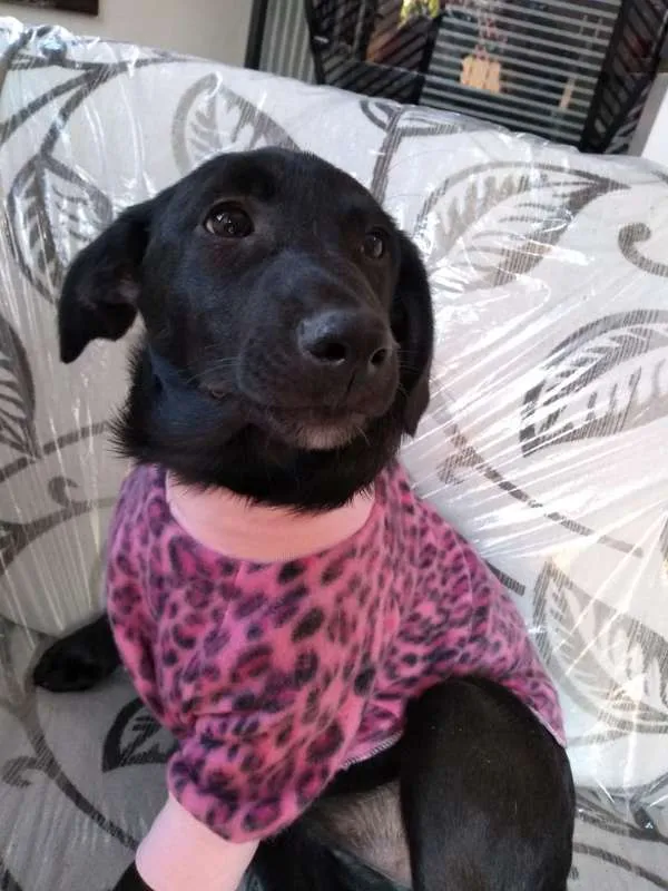 Cachorro ra a SRD idade 2 a 6 meses nome SOL