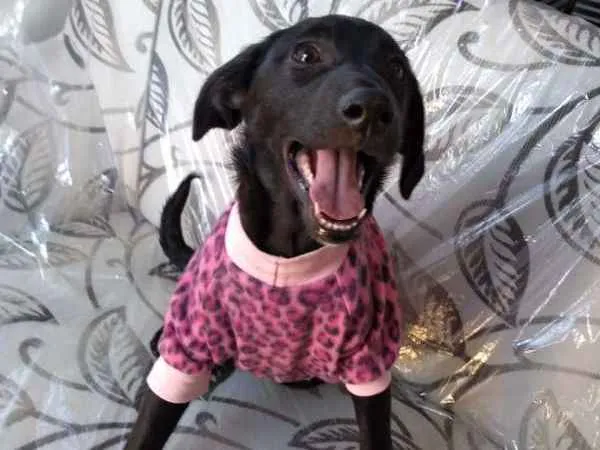 Cachorro ra a SRD idade 2 a 6 meses nome SOL