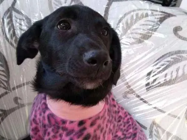 Cachorro ra a SRD idade 2 a 6 meses nome SOL