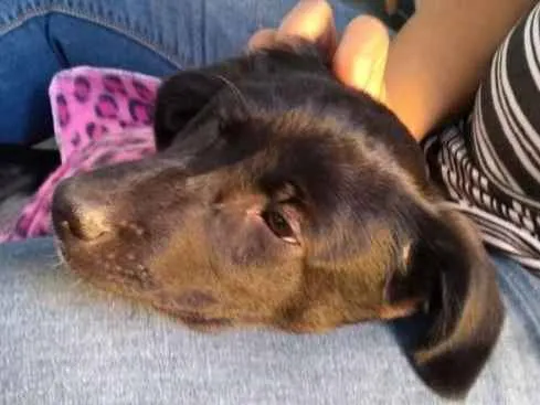 Cachorro ra a SRD idade 2 a 6 meses nome SOL