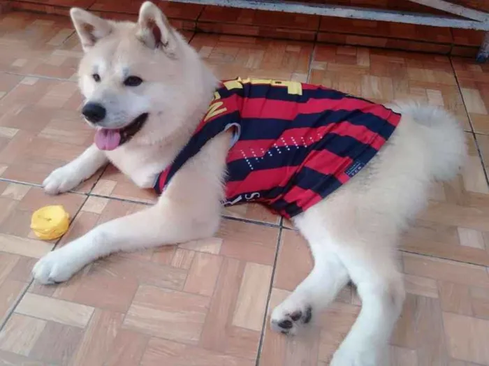 Cachorro ra a Akita Inu idade 3 anos nome Duque Kiai