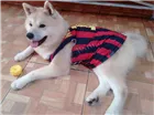 Cachorro raça Akita Inu idade 3 anos nome Duque Kiai