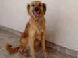 Zu