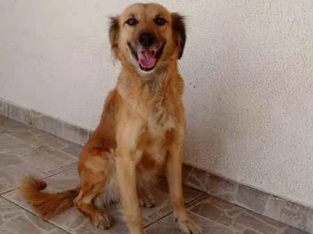 Cachorro ra a vira-lata idade 4 anos nome Zu