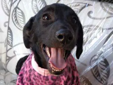 Cachorro ra a SRD idade 2 a 6 meses nome SOL