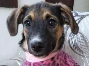 Cachorro raça srd idade 2 a 6 meses nome SOL