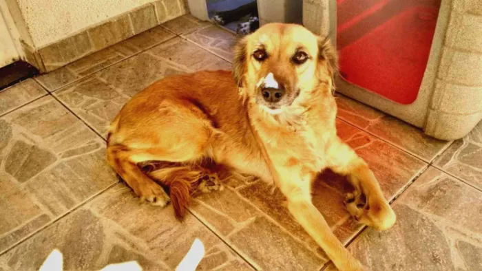 Cachorro ra a vira-lata idade 4 anos nome Zu