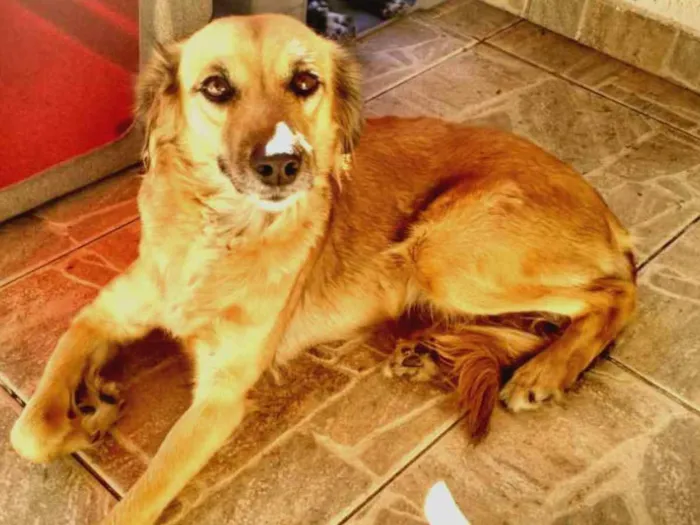 Cachorro ra a vira-lata idade 4 anos nome Zu
