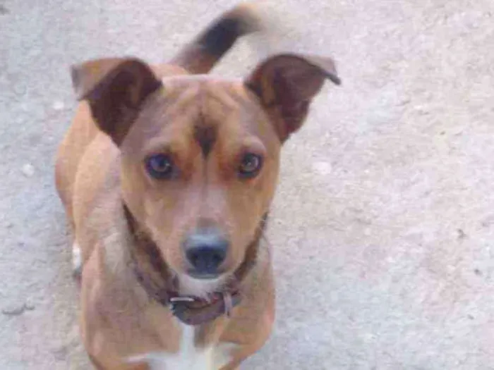 Cachorro ra a Mista idade 4 anos nome Pequeno