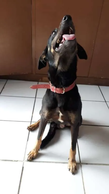 Cachorro ra a SRD idade 1 ano nome SPIKE