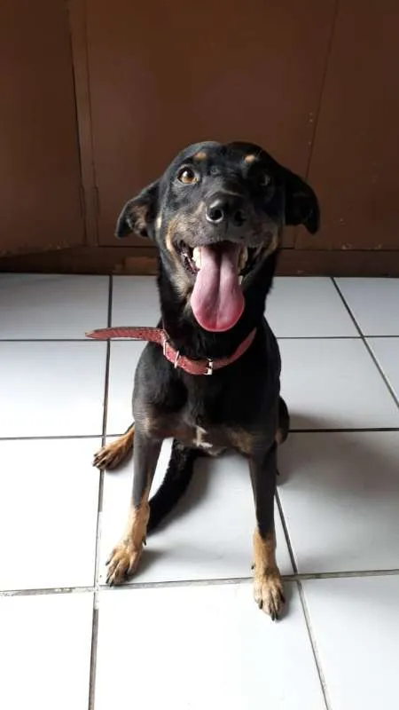 Cachorro ra a SRD idade 1 ano nome SPIKE