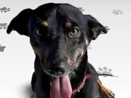 Cachorro ra a SRD idade 1 ano nome SPIKE