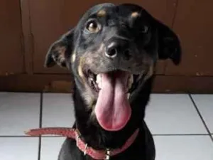 Cachorro raça SRD idade 1 ano nome SPIKE