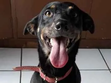 Cachorro ra a SRD idade 1 ano nome SPIKE