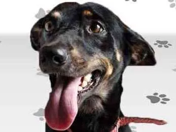 Cachorro ra a SRD idade 1 ano nome SPIKE
