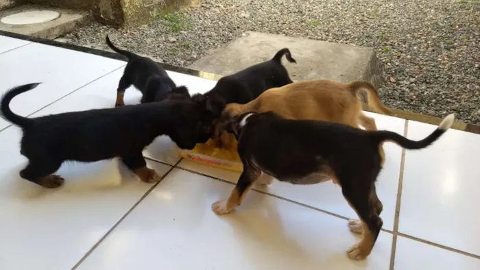 Cachorro ra a Srd idade Abaixo de 2 meses nome Bolinhas