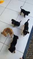 Bolinhas