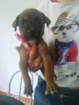 Não tem